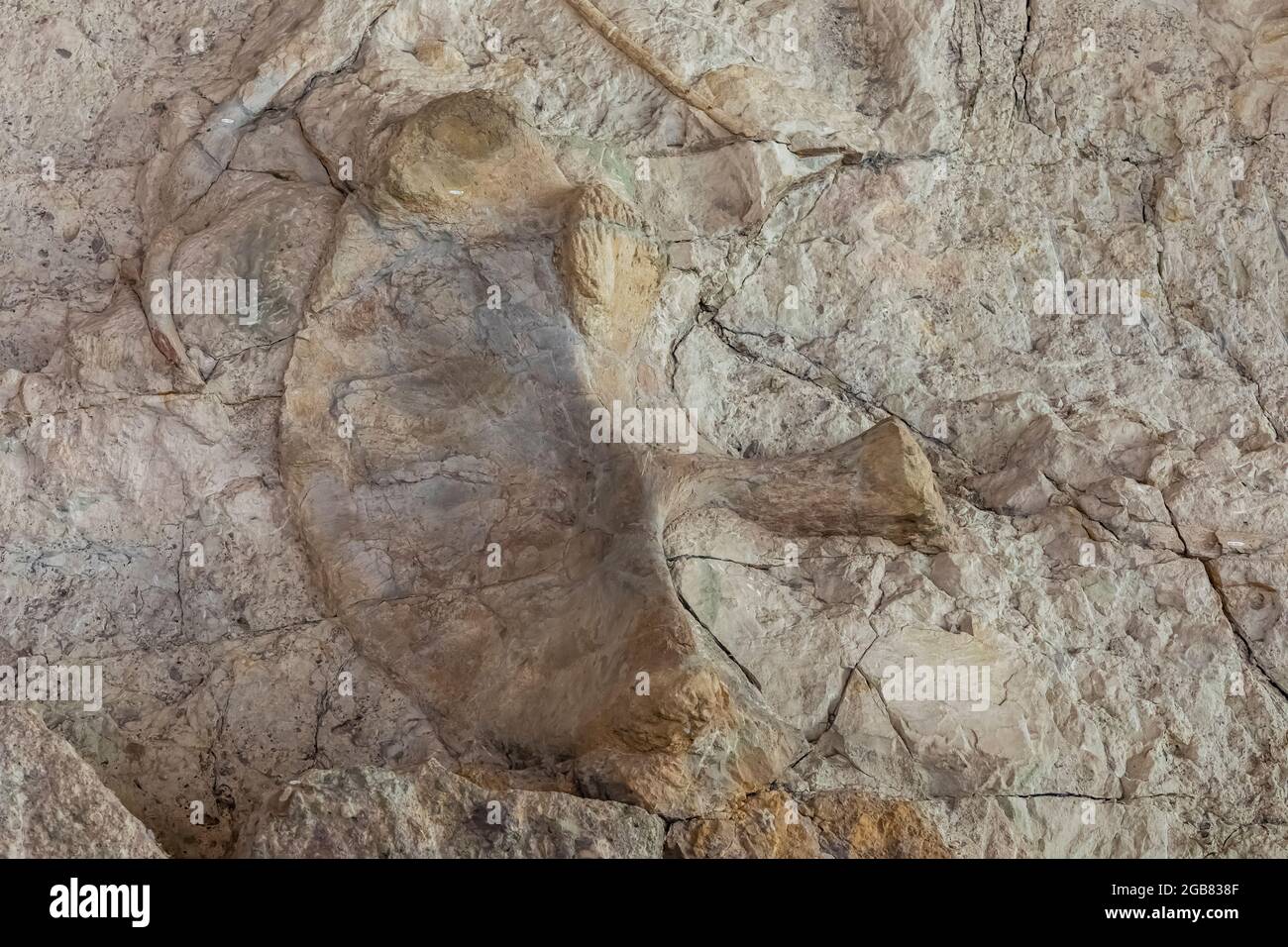 Excavating dinosaur fossil hi-res stock photography and images - Alamy