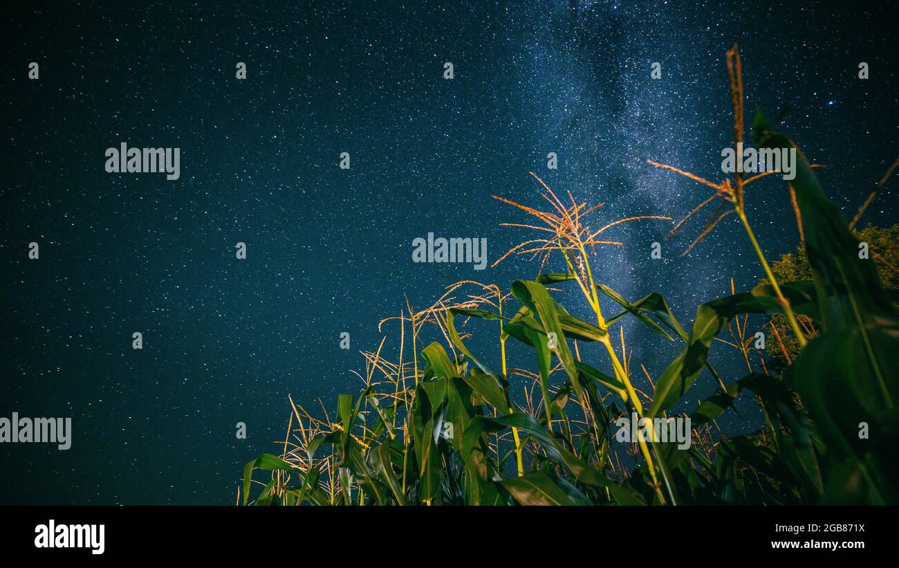 Bottom View Of Night Starry Sky With Milky Way From Green Maize Corn ...