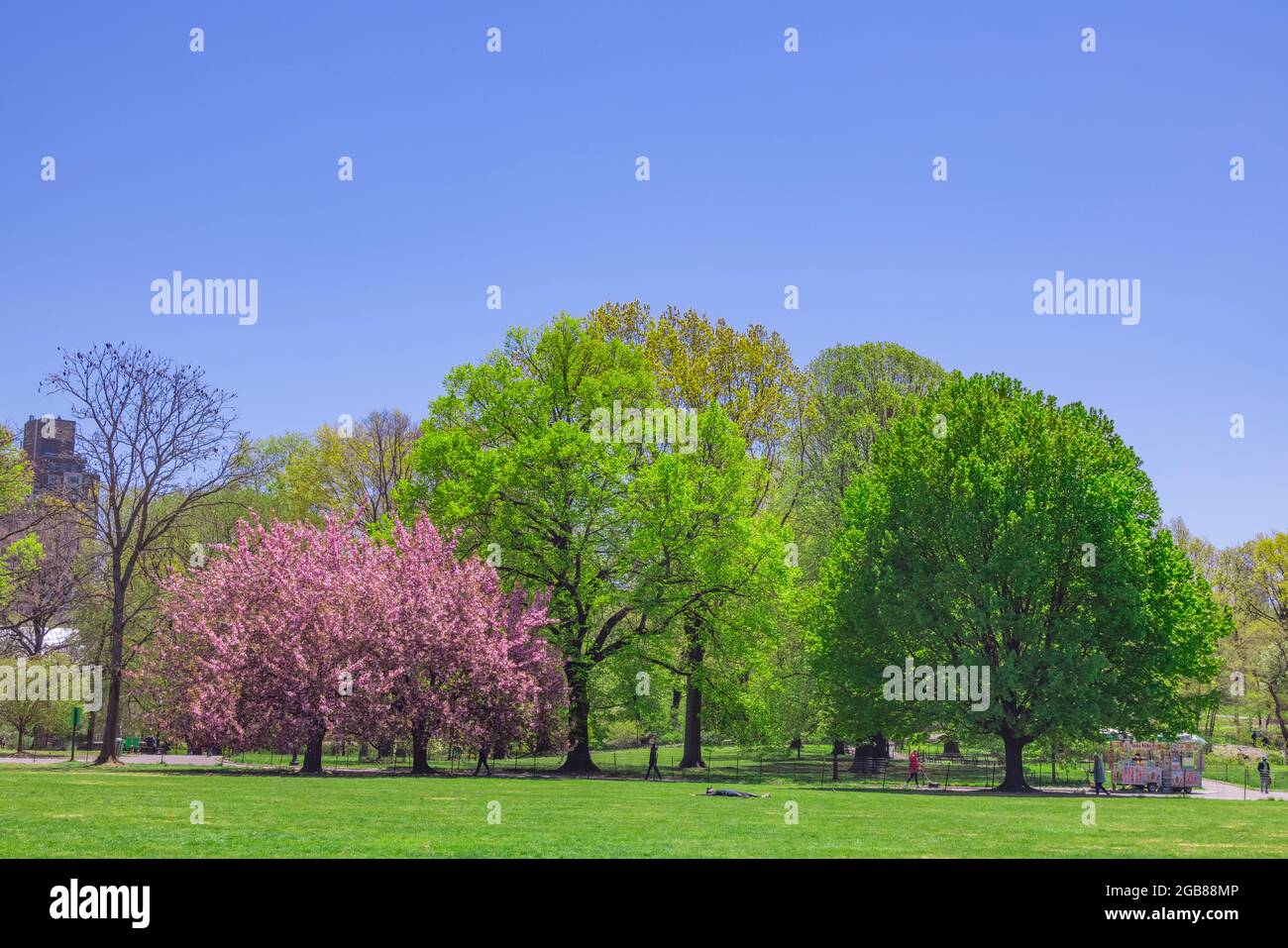 Cherry blossoms tree grow in the Great Lawn NYC Stock Photo Alamy