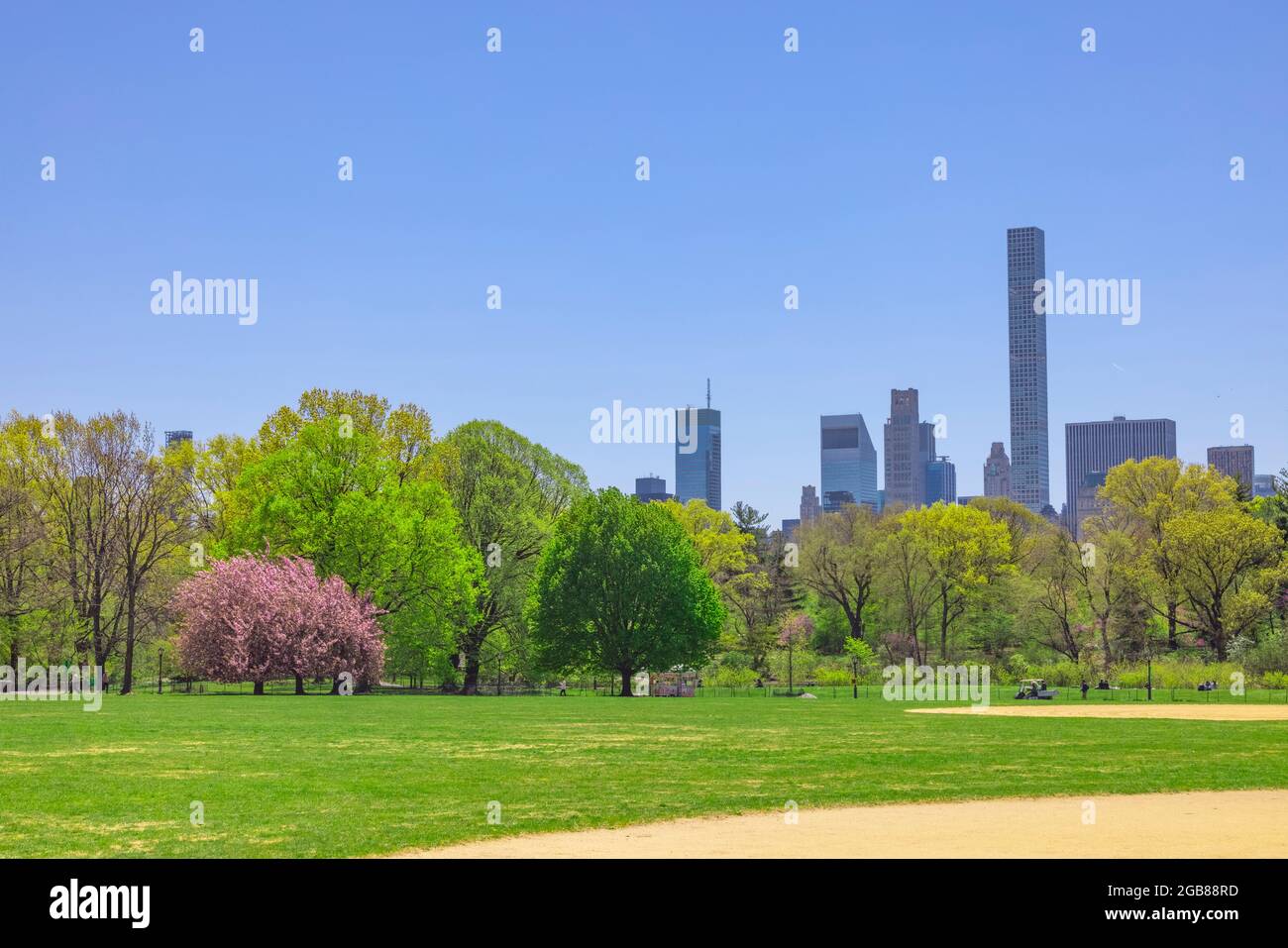 Cherry blossoms tree grow in the Great Lawn NYC. Stock Photo