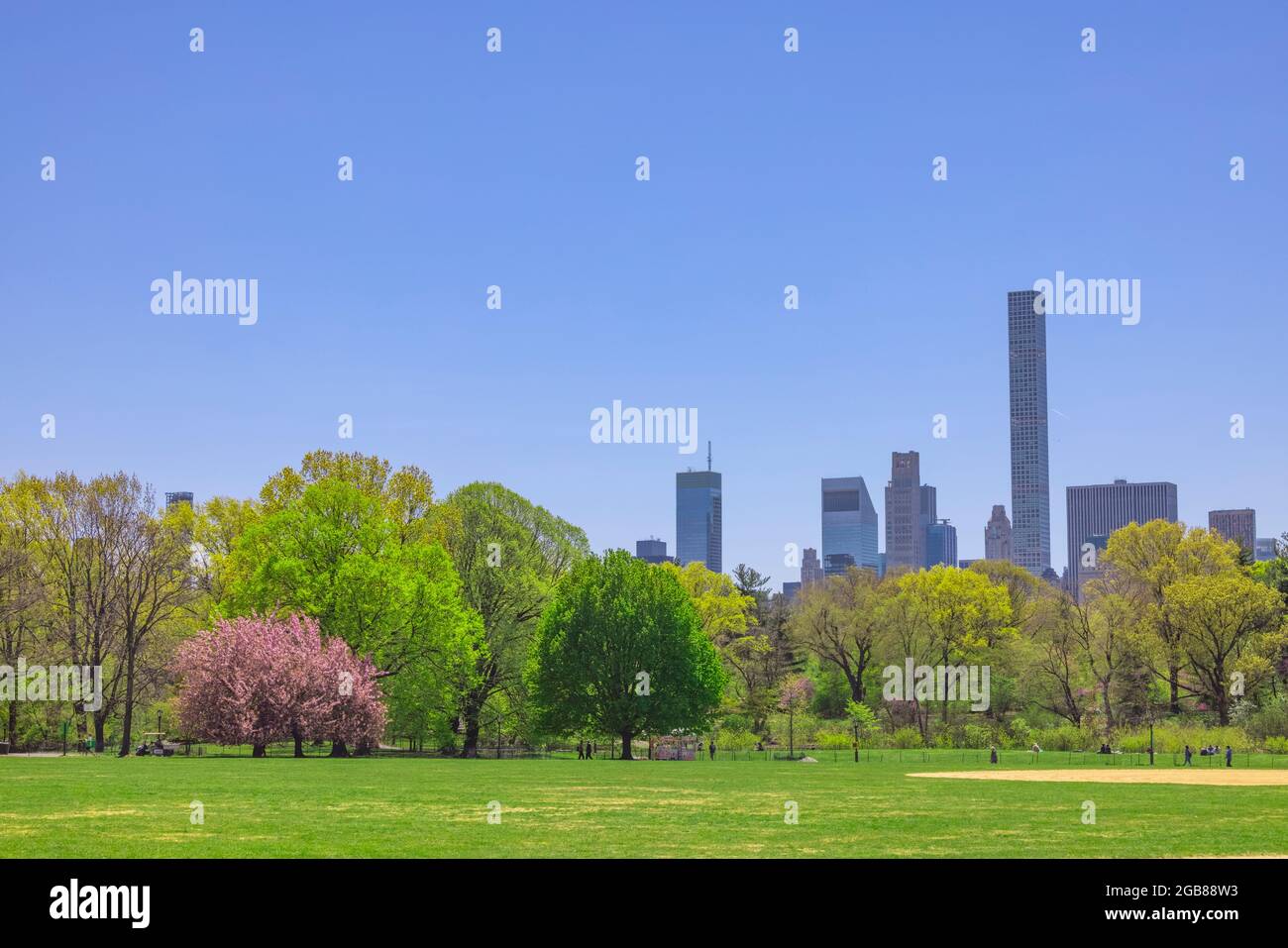 Cherry blossoms tree grow in the Great Lawn NYC Stock Photo Alamy