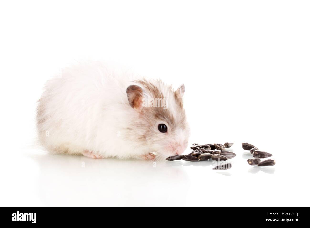 Cute hamster eating sunflower seeds isolated white Stock Photo Alamy
