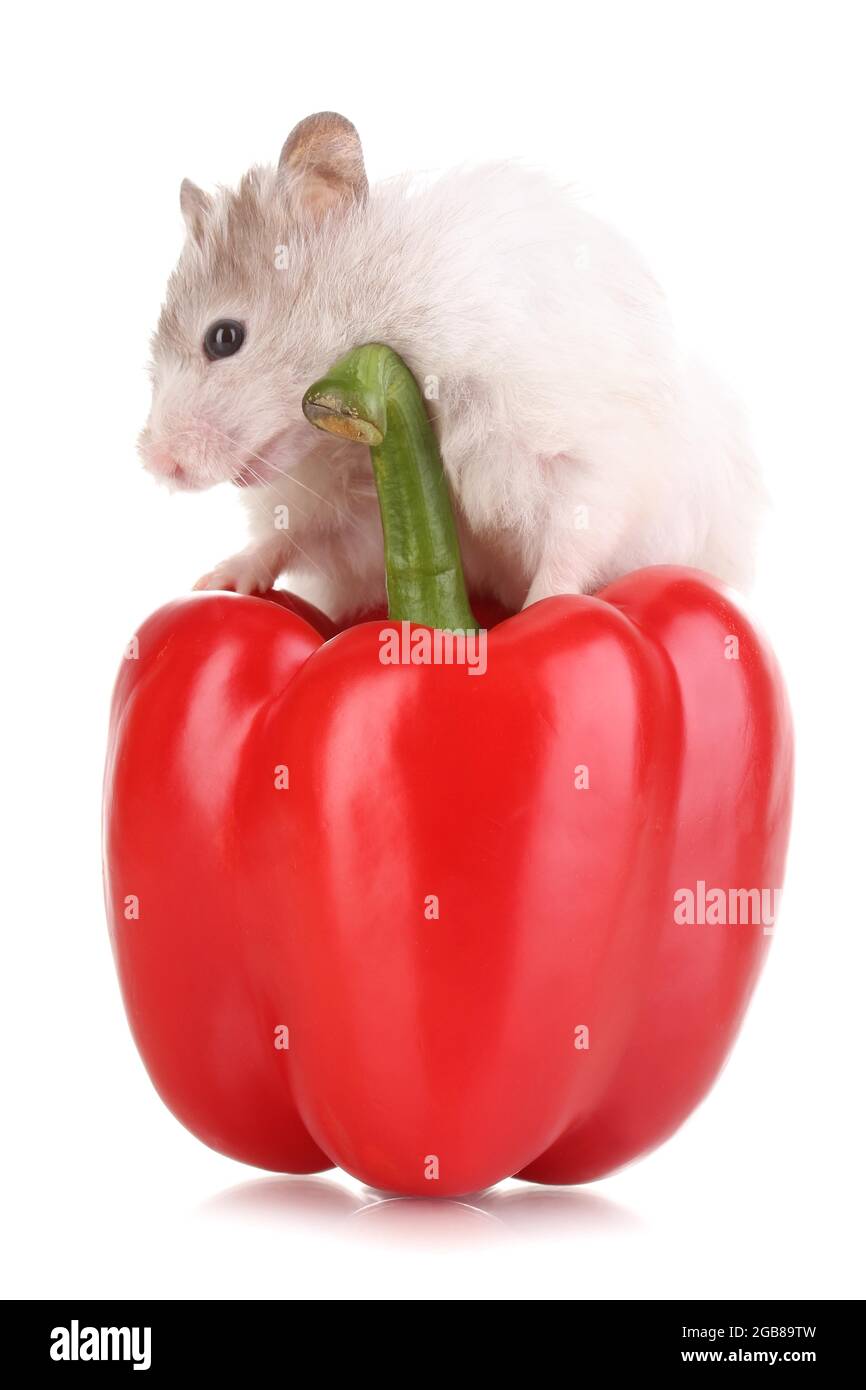 Hamster salad cheap
