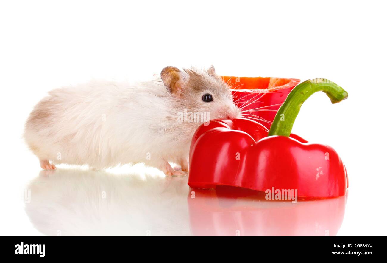 hamster salad