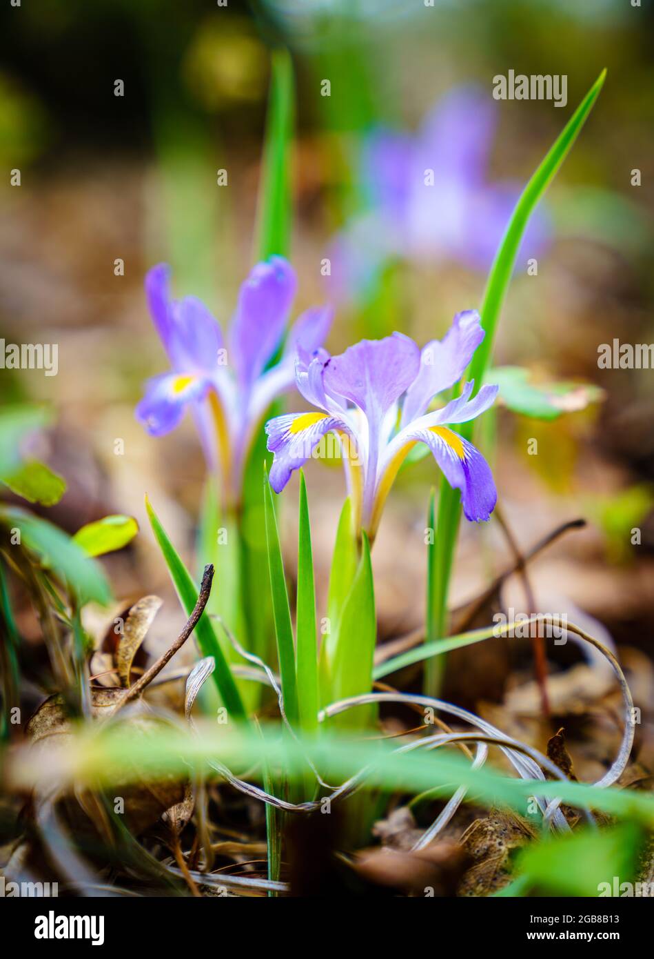 Dwarf Iris flower in Red River Gorge, Kentucky in spring Stock Photo
