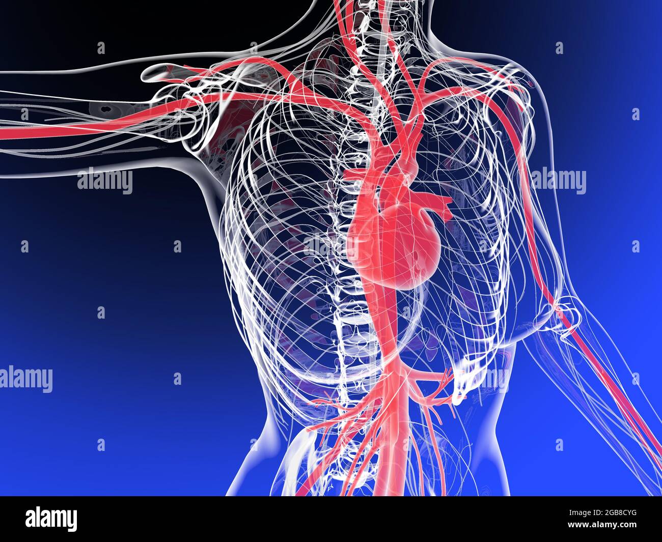 3d illustration of a person's silhouette showing the anatomical heart ...