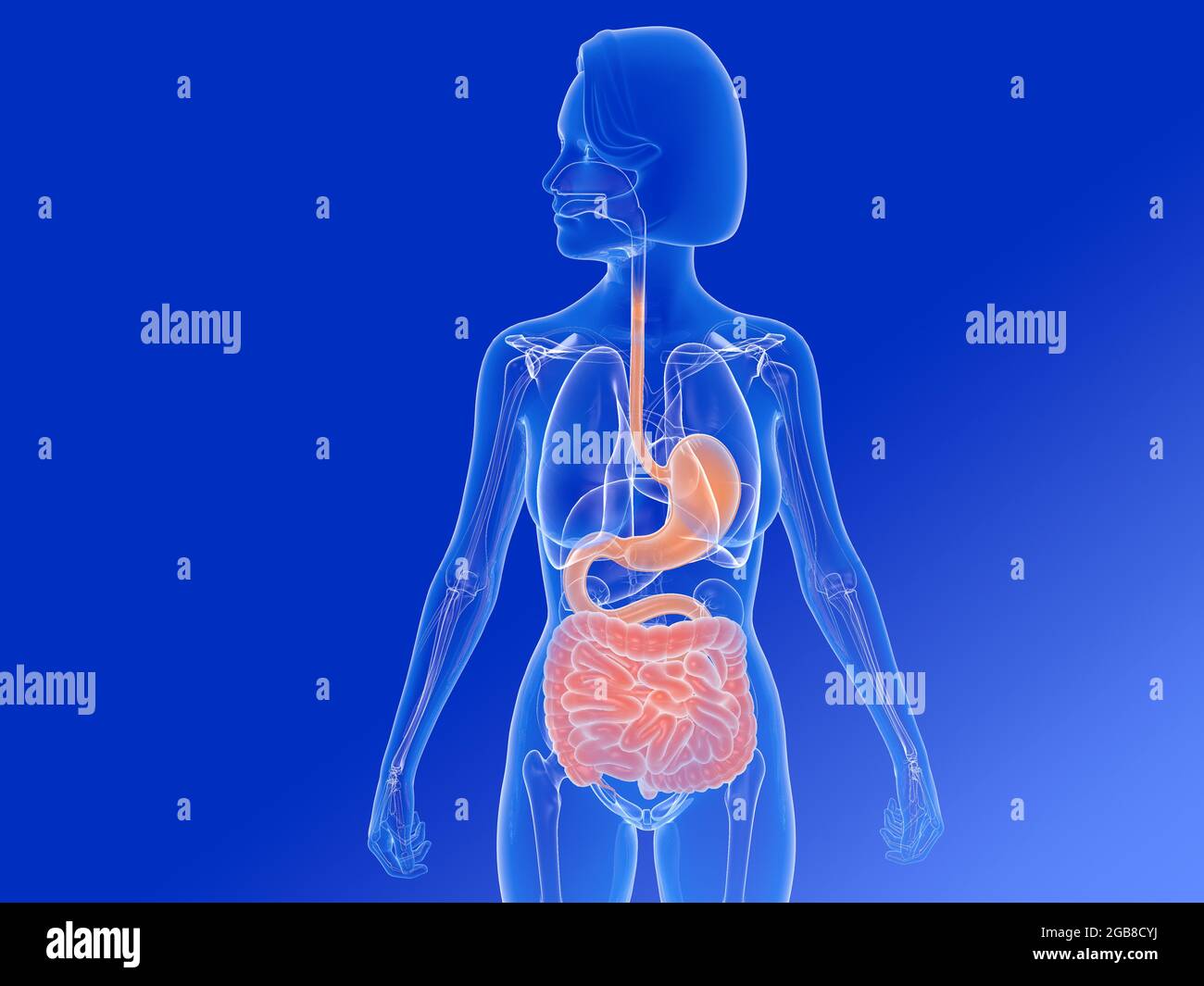 3D illustration of female internal anatomy, showing the digestive