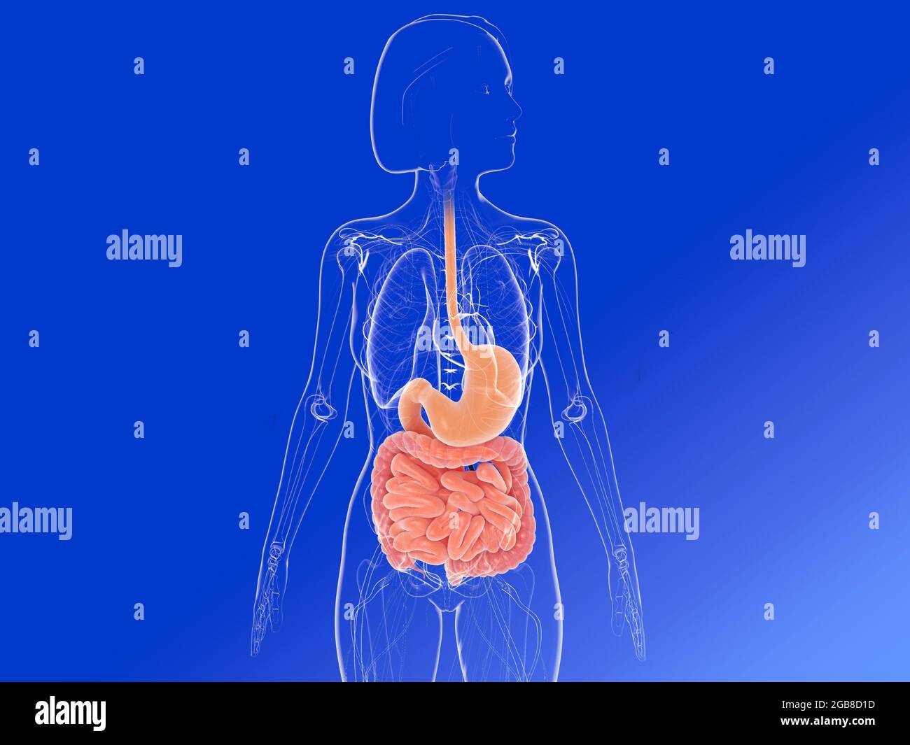 3D Illustration Of The Female Anatomy Front View Showing The Internal 3D Illustration Of The Female Anatomy Front View Showing The Internal