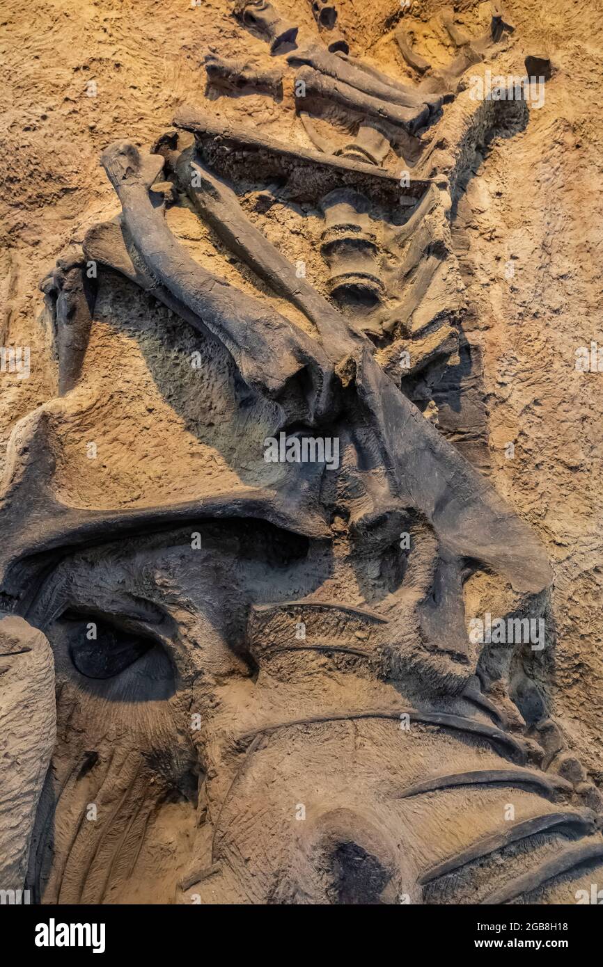 Fossil dinosaur bones within the Quarry Exhibit Hall in Dinosaur