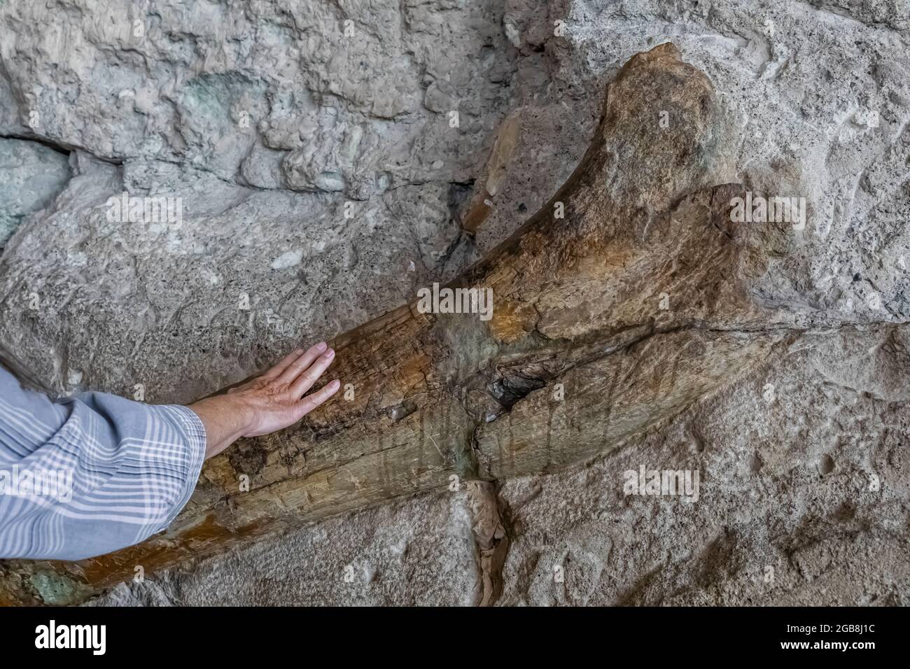 Excavating dinosaur bones hi-res stock photography and images - Alamy