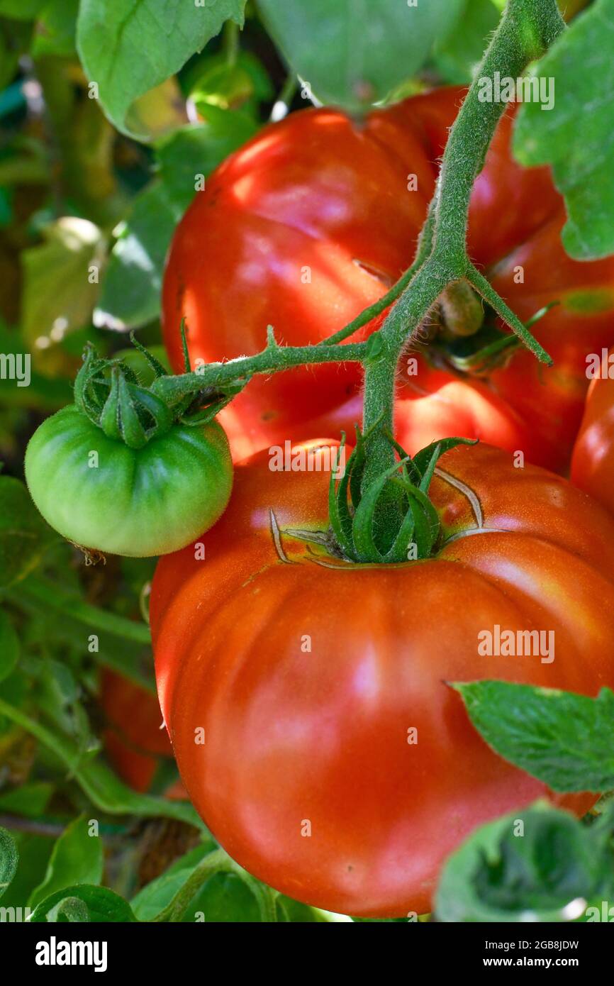 Tomatoes on the vine - Solanum lycopersicum tomato vine with big beef tomato lycopersicon esculentum - ripe red tomatoes - Stock Photo