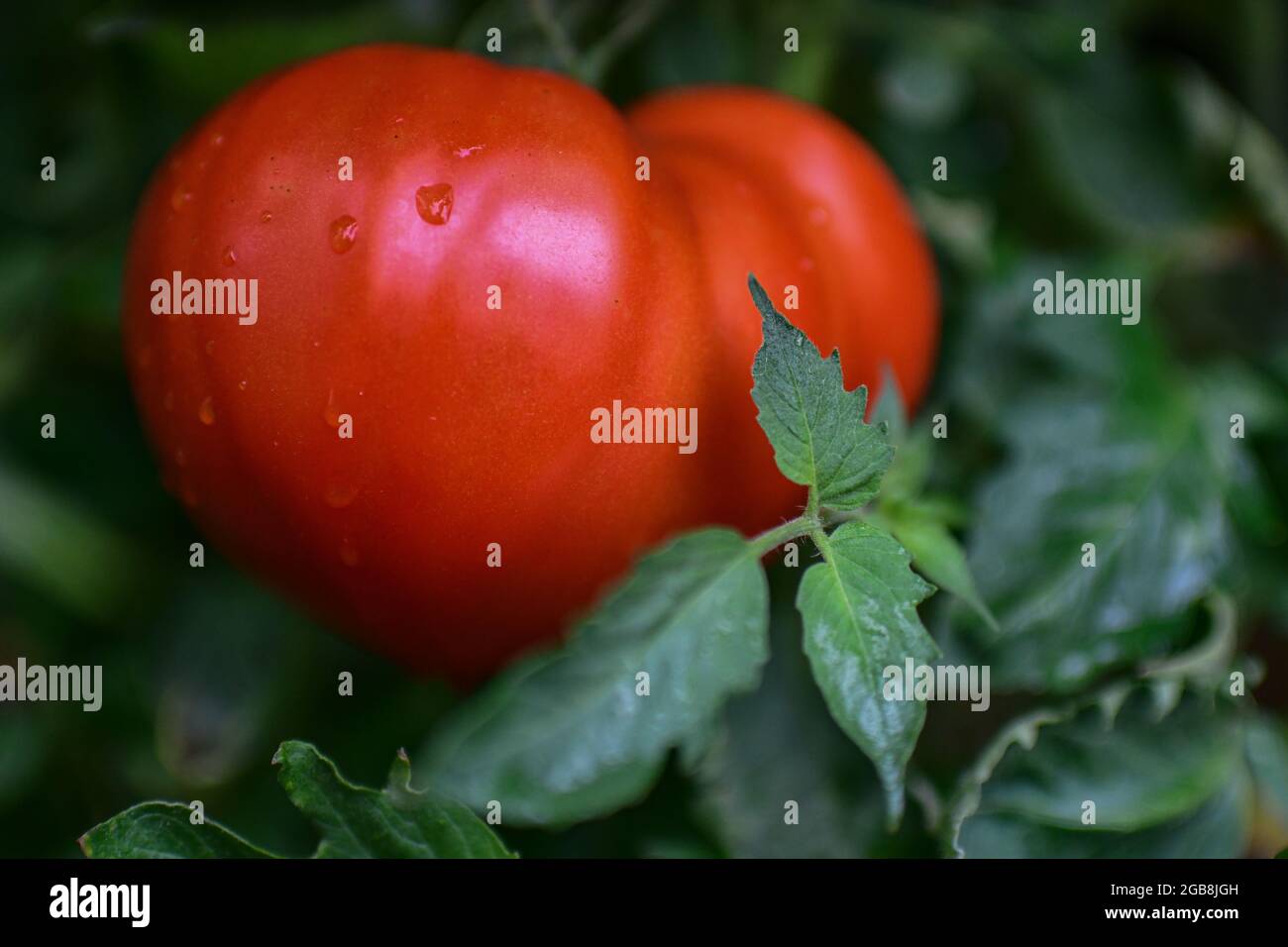 Tomatoes on the vine - Solanum lycopersicum tomato vine with big beef tomato lycopersicon esculentum - ripe red tomatoes - Stock Photo