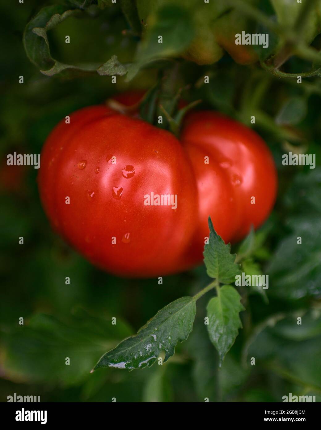 Tomatoes on the vine - Solanum lycopersicum tomato vine with big beef tomato lycopersicon esculentum - ripe red tomatoes - Stock Photo