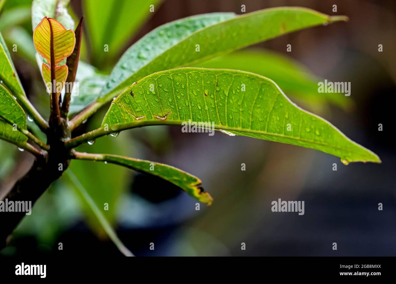 Wet green leaves hi-res stock photography and images - Alamy