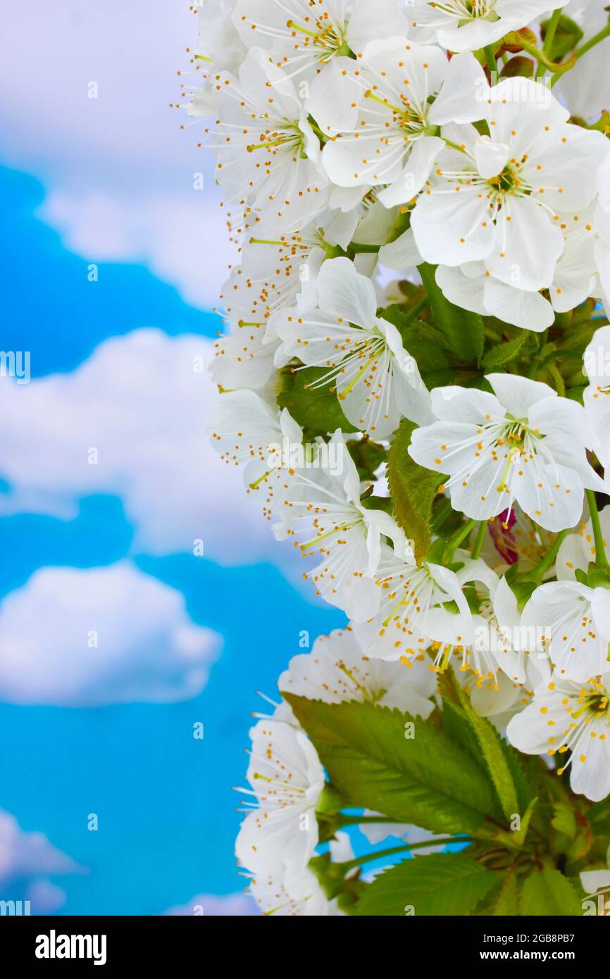 beautiful cherry blossom on blue sky background Stock Photo - Alamy