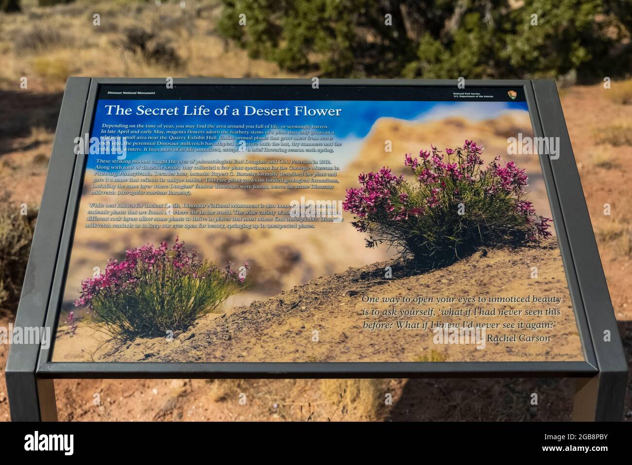 Interpretive sign for Dinosaur Milkvetch, Astragalus saurinus, in Dinosaur National Monument, Utah, USA [No artist release; editorial licensing only] Stock Photo