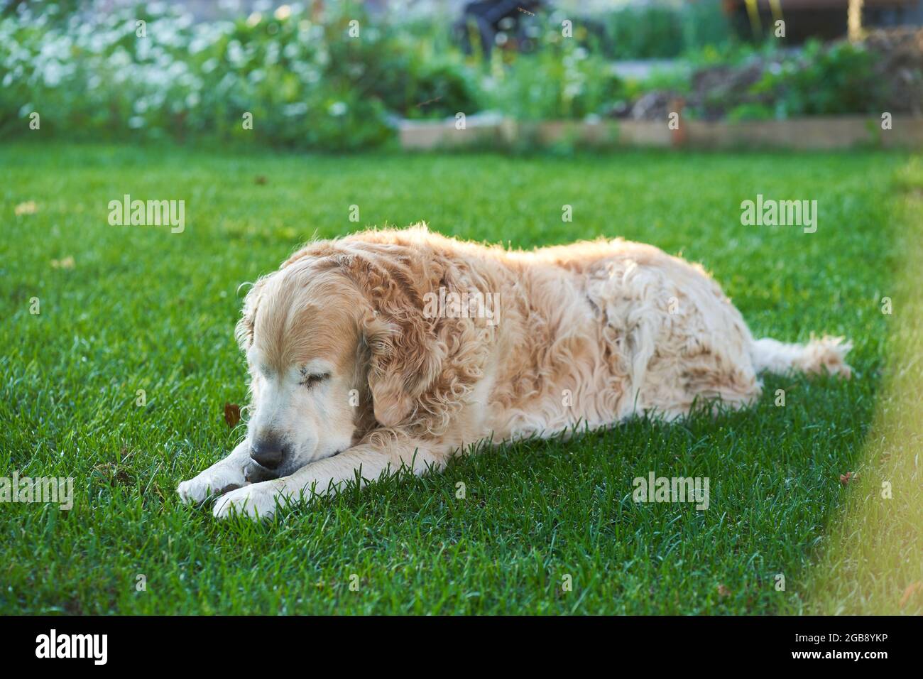 curly dog Labrador retriever outdoors on a sunny summer day sleeping on a flat lawn. High quality photo Stock Photo