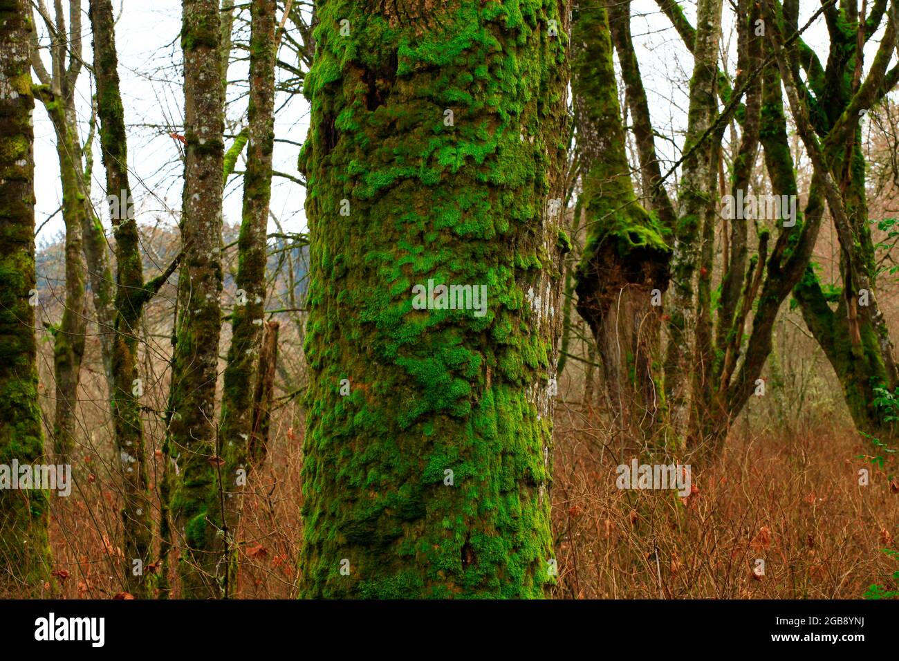 a exterior picture of an Pacific Northwest forest with Big leaf maple trees Stock Photo