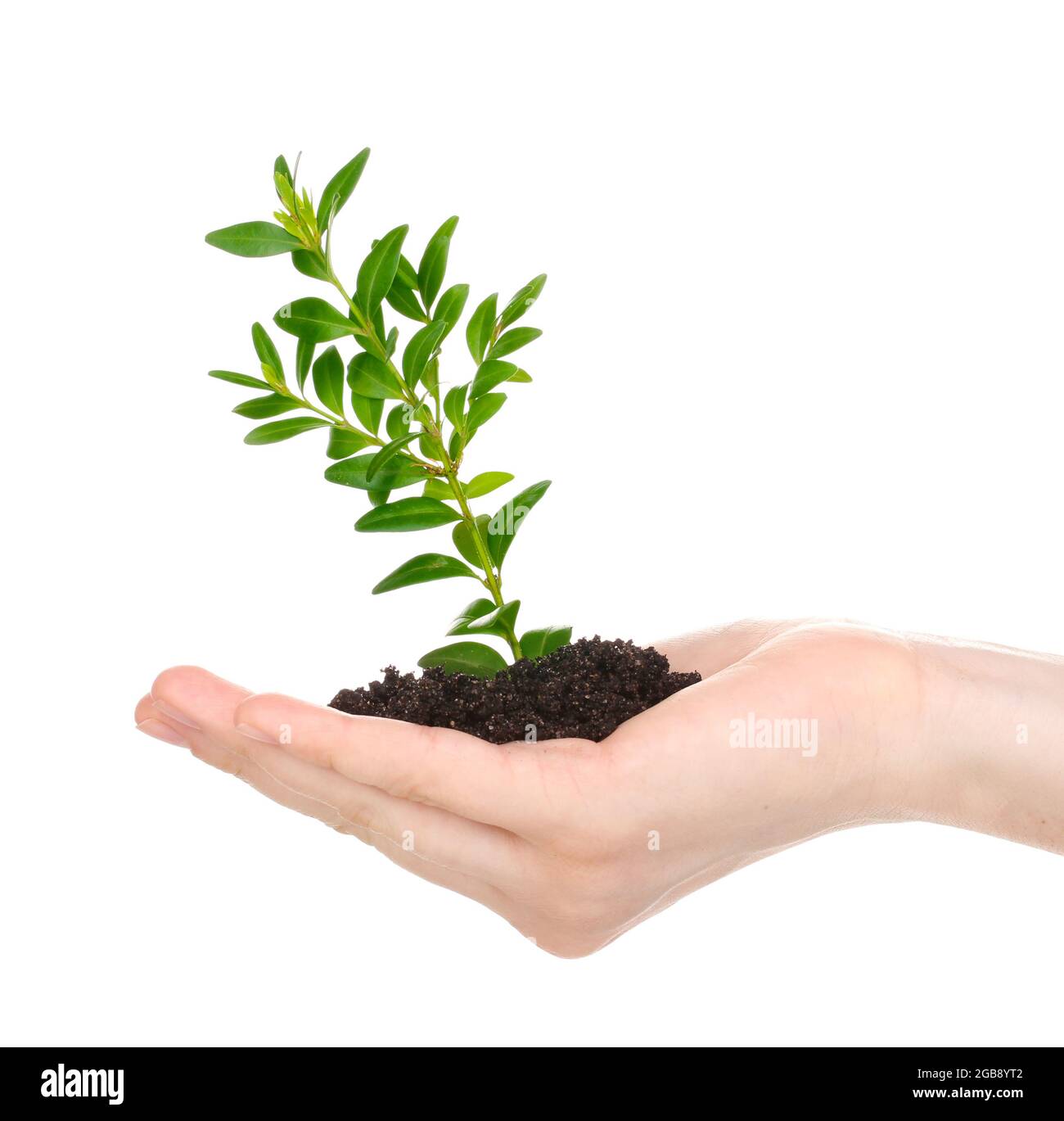 Young plant in hand isolated on white Stock Photo - Alamy