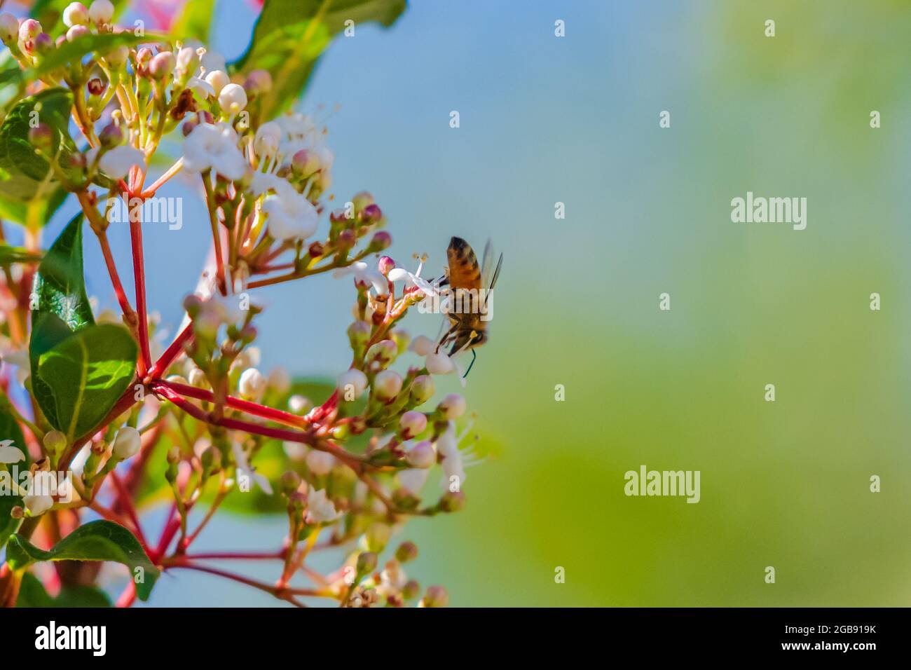 Honey bee and white blossoms with pink buds on a Viburnum tinus shrub