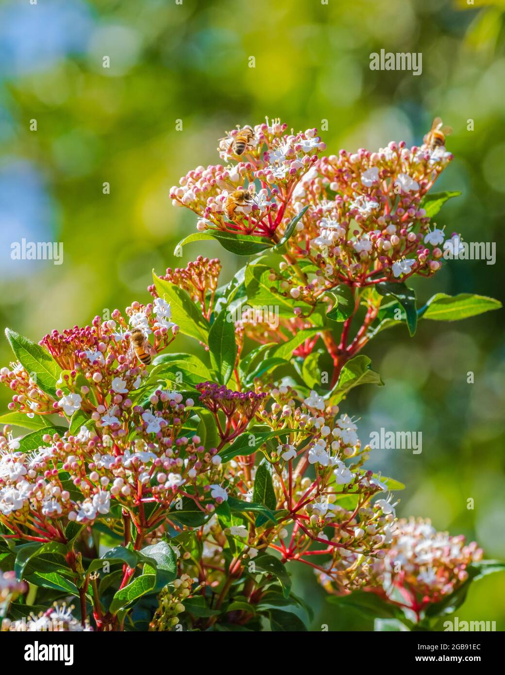 Honey bees and white blossoms with pink buds on a Viburnum tinus shrub