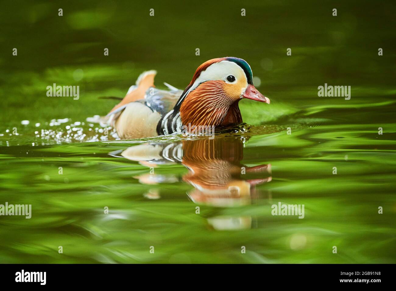 Mandarin duck swimming on a lake hi-res stock photography and images ...