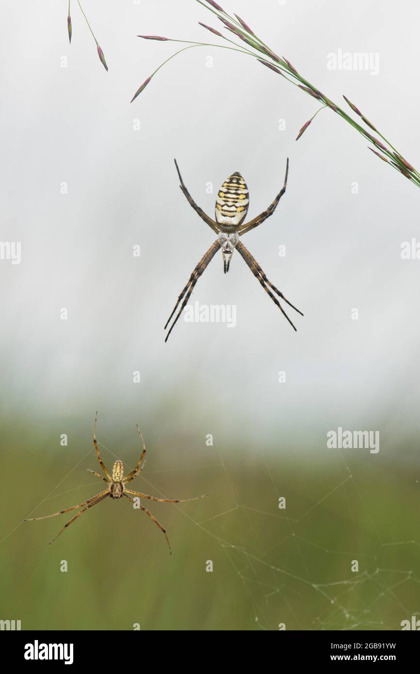 Wasp spider (Argiope bruennichi), male and female, Emsland, Lower Saxony, Germany Stock Photo