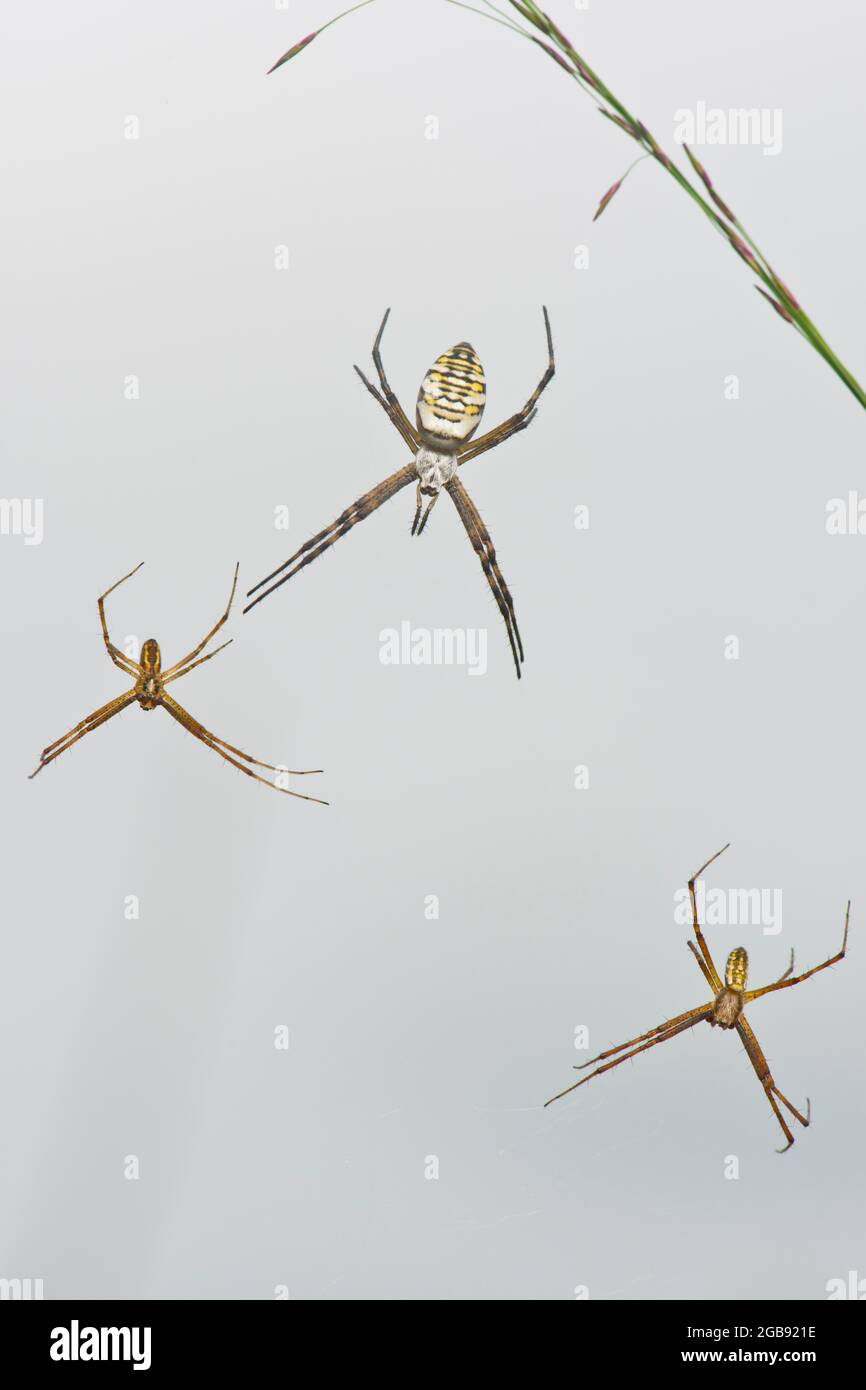 Wasp spider (Argiope bruennichi), two males and female, Emsland, Lower Saxony, Germany Stock Photo