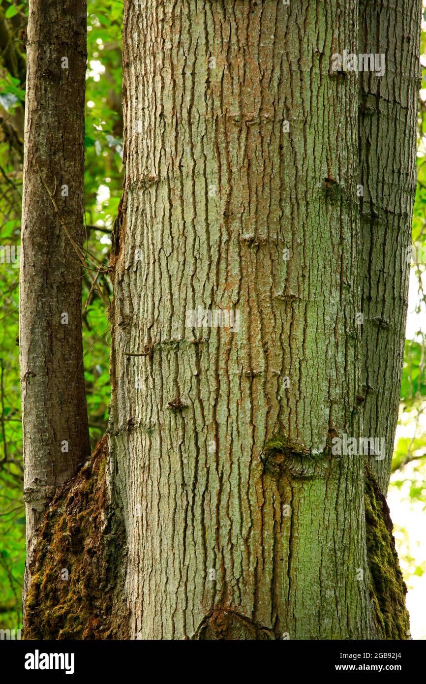 a exterior picture of an Pacific Northwest with old growth Cottonwood trees Stock Photo Alamy
