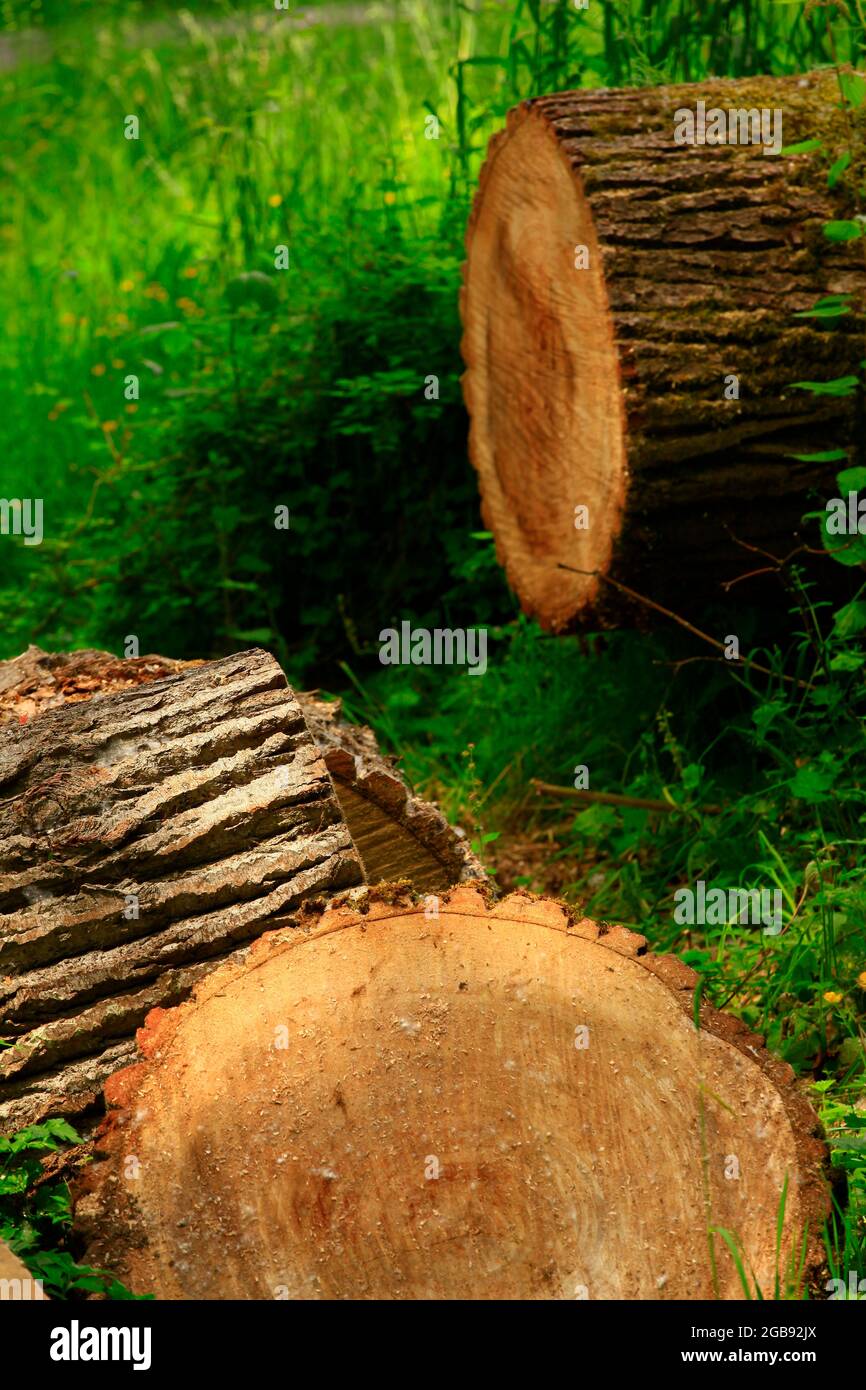 a exterior picture of an Pacific Northwest with old growth Cottonwood trees Stock Photo Alamy