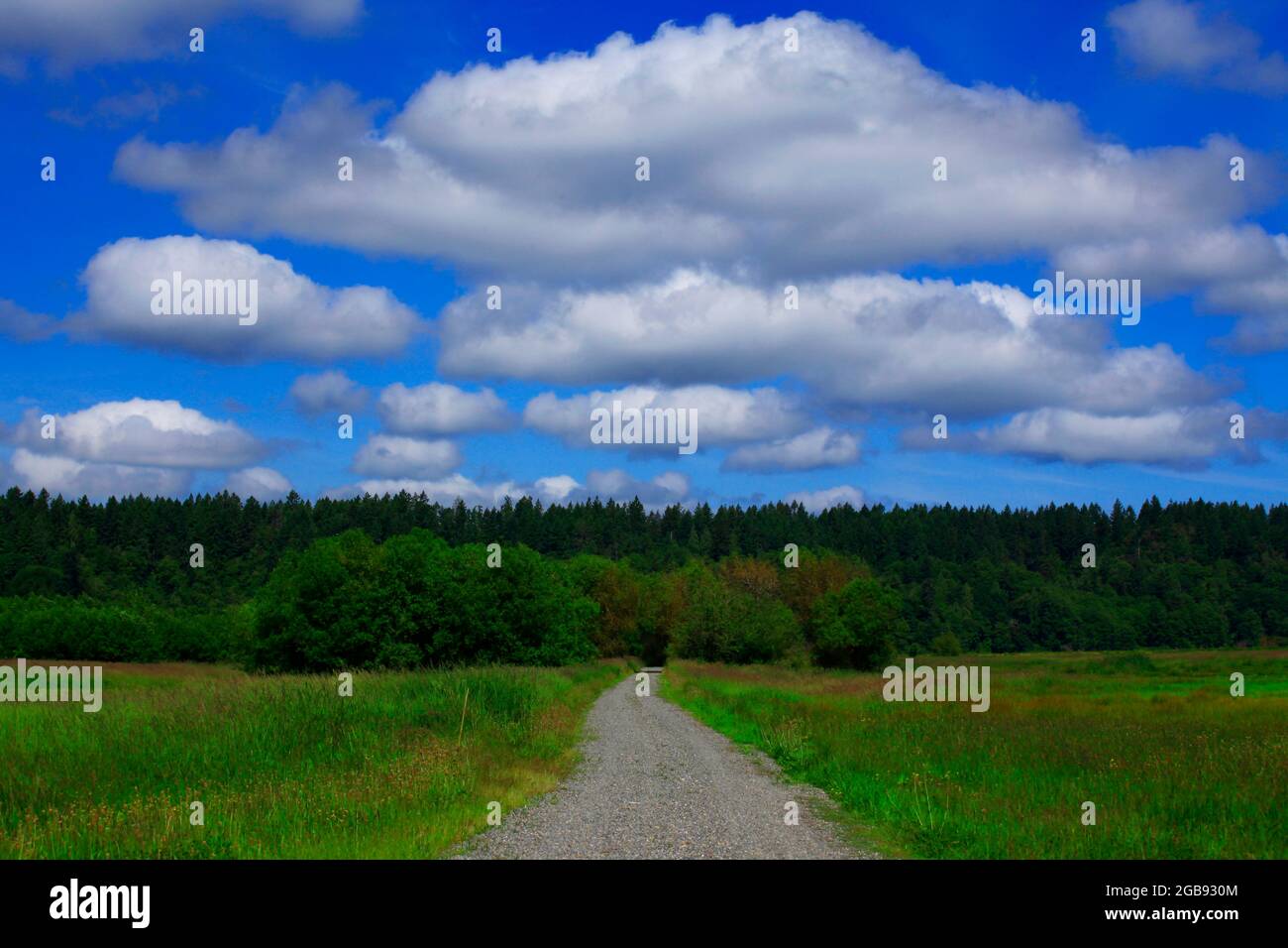 a exterior of an Pacific Northwest forest trail Stock Photo Alamy