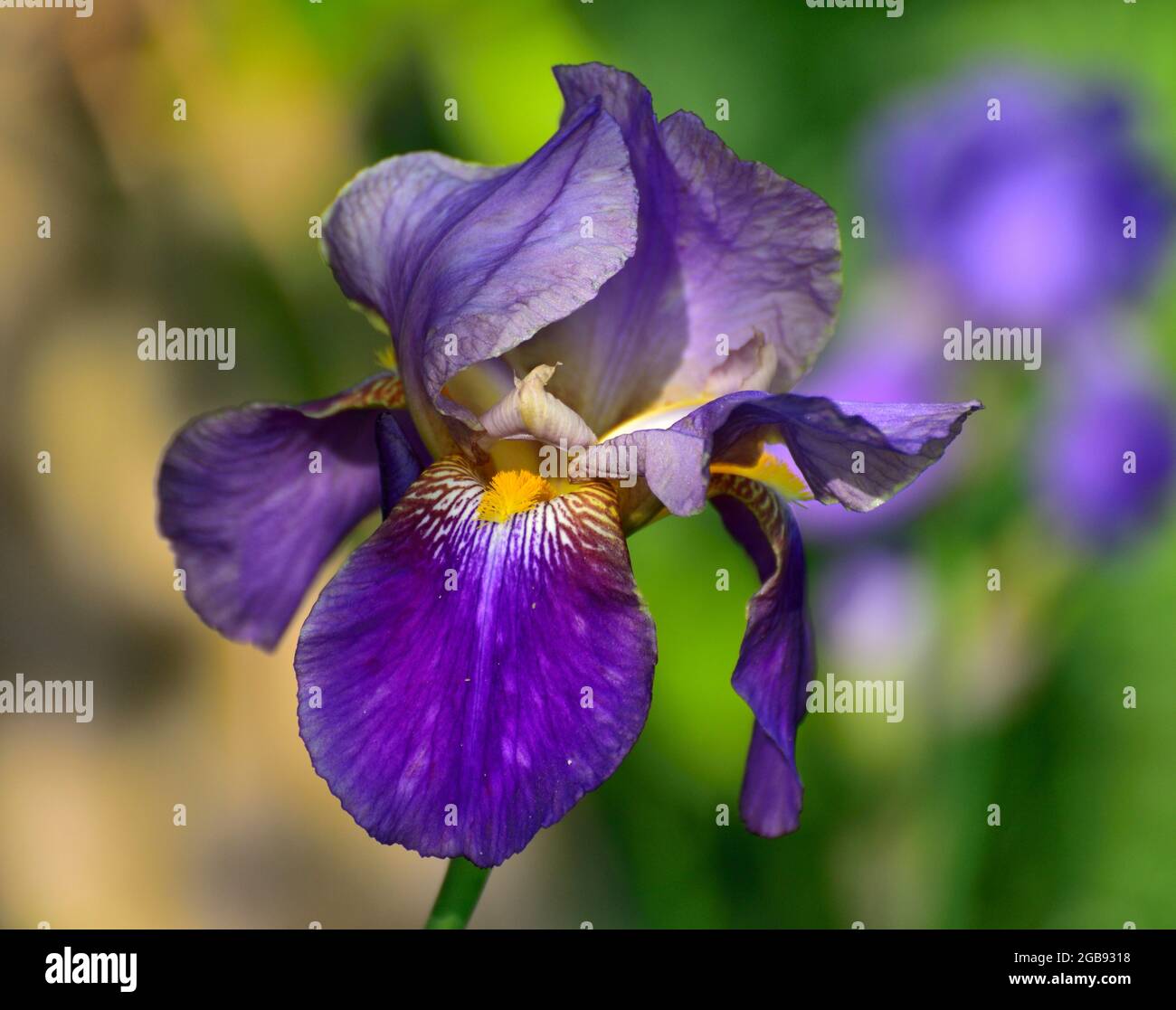 Blue-violet flower of an iris (Iris barbata cultivated form), Raubling, Bavaria, Germany Stock Photo
