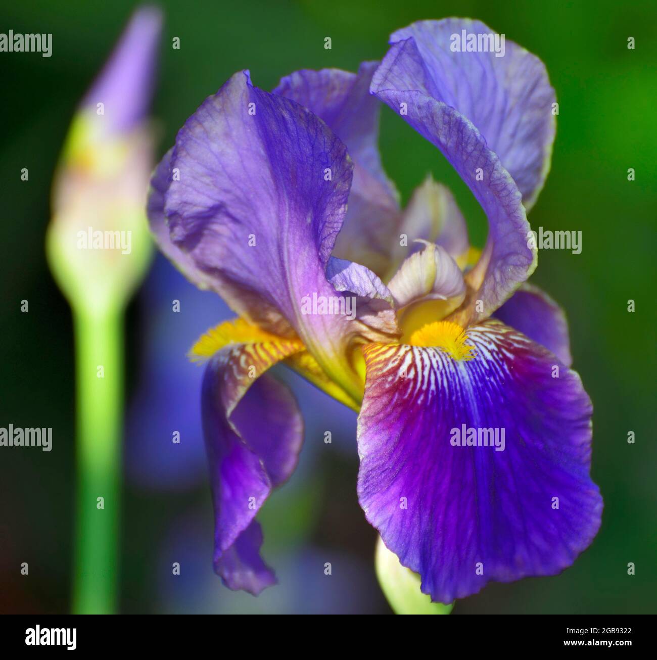 Blue-violet flower of an iris (Iris barbata cultivated form), Raubling, Bavaria, Germany Stock Photo