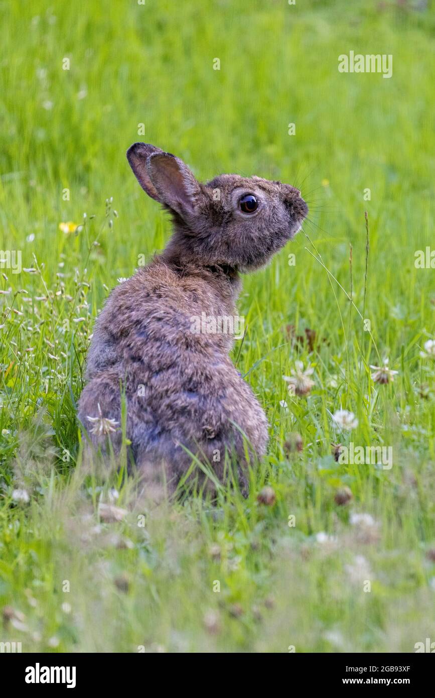 Wild Rabbit Summer Rabbit summer wild meadow hi-res stock photography and images - Alamy