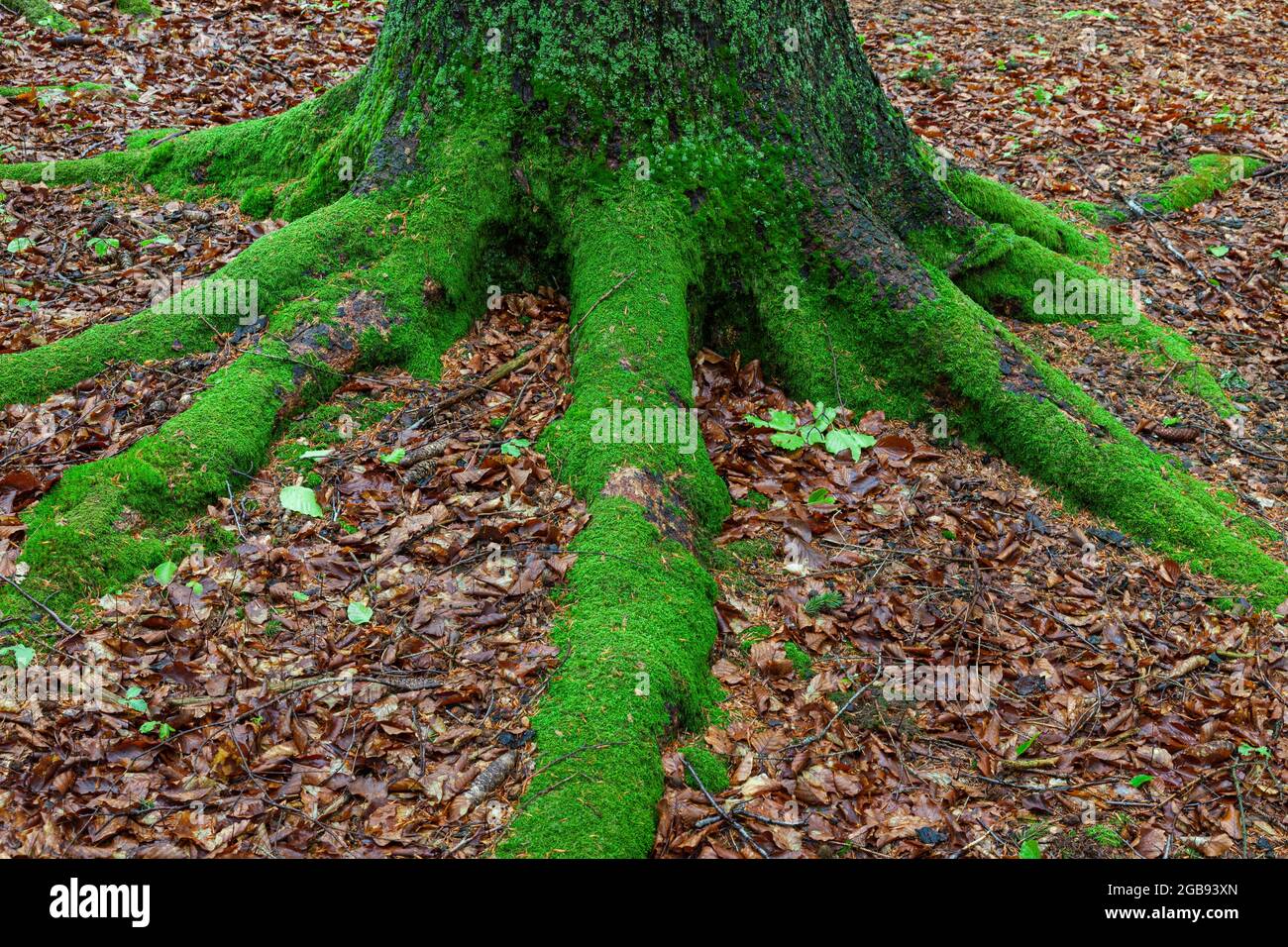 Root system of a mountain spruce, Bavarian Forest National Park
