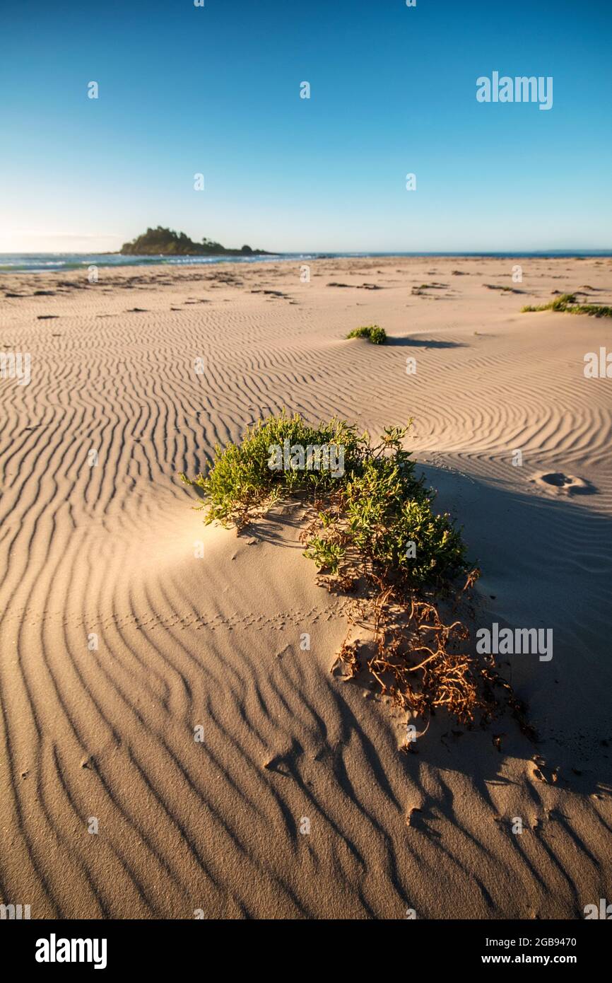 sand patterns and weeds on the beach Stock Photo