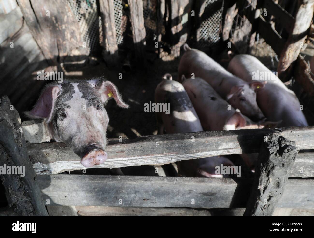 A pig looks out from its enclosure, as the government announced the