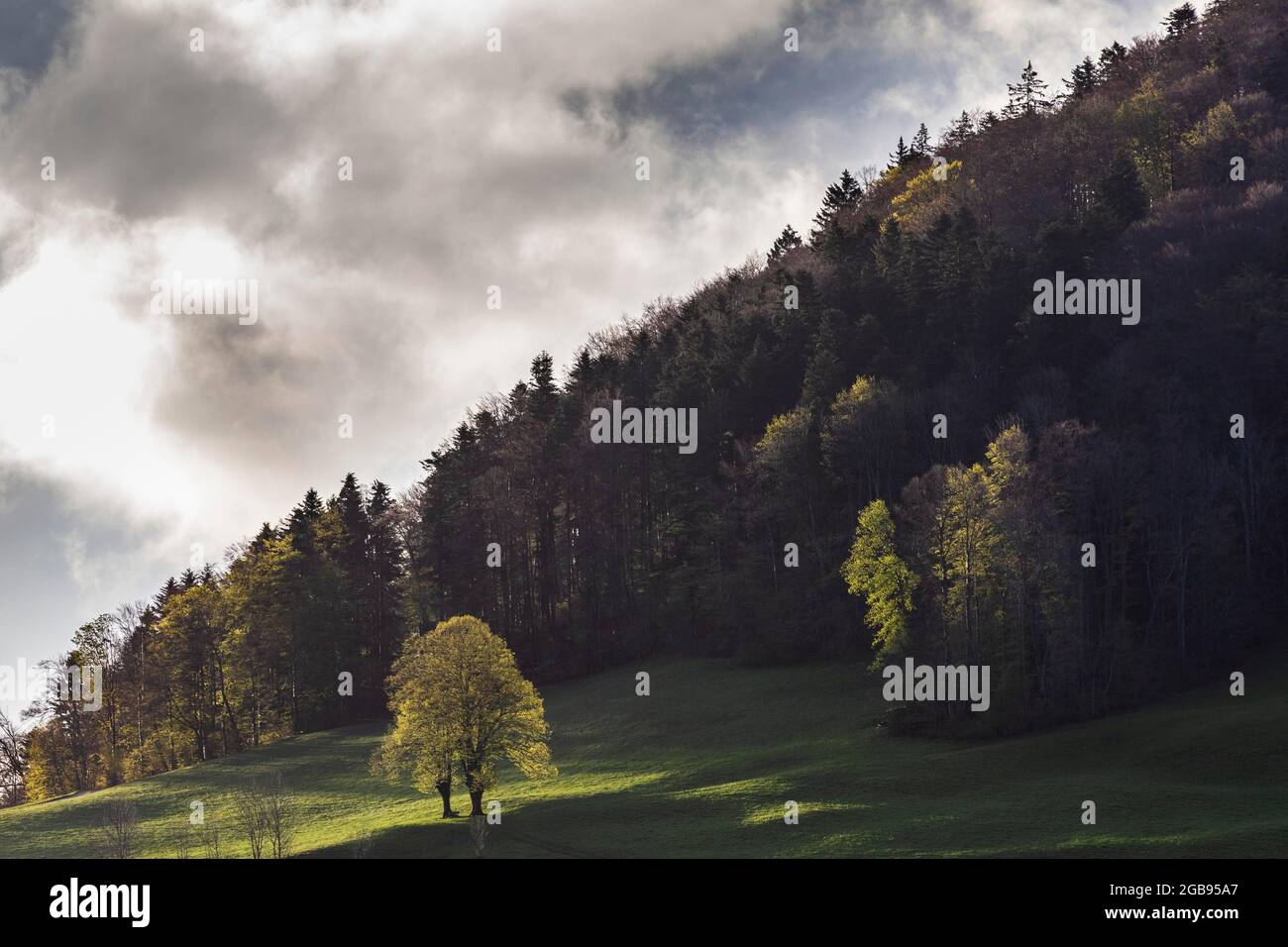 Twin tree, twin lime, lime tree in spring, Wisen, Solothurn, Switzerland Stock Photo