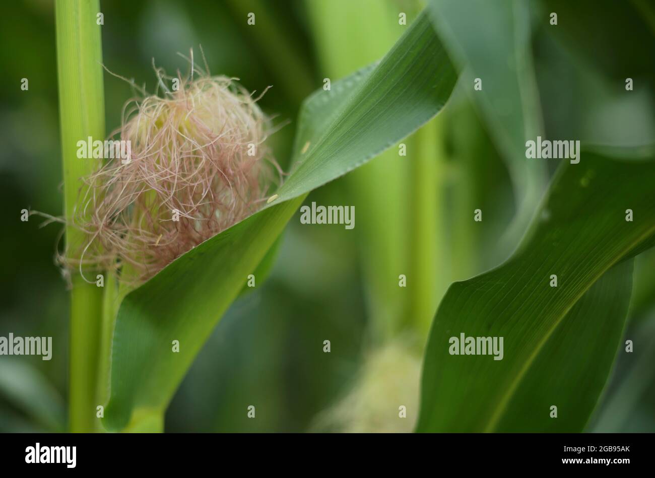 Fresh maize silk, used for medicinal tea, between the leaves of the read, also read, young, unripe maize, maize field, Fellbach near Stuttgart Stock Photo