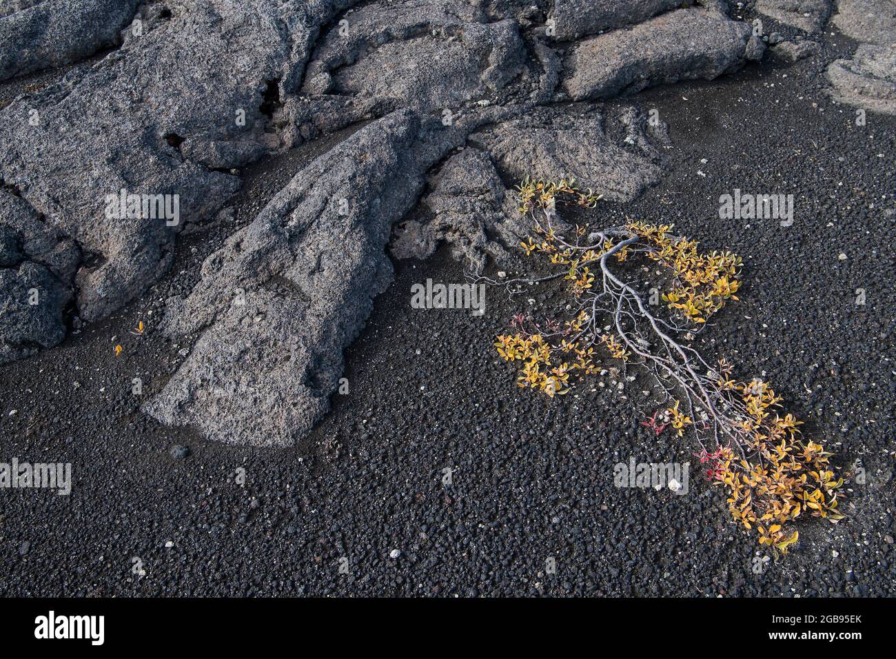 Arctic willow (Salix arctica) or Arctic willow, lava, Icelandic highlands, Iceland Stock Photo