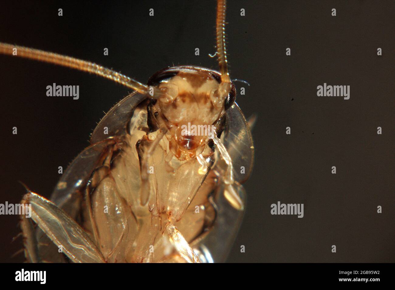 Cockroach image hi-res stock photography and images - Alamy