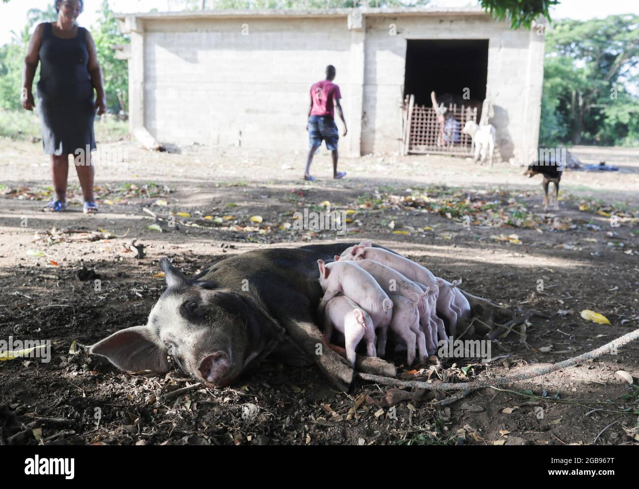 Luz Rivas watches her pigs, as the government announced the slaughter