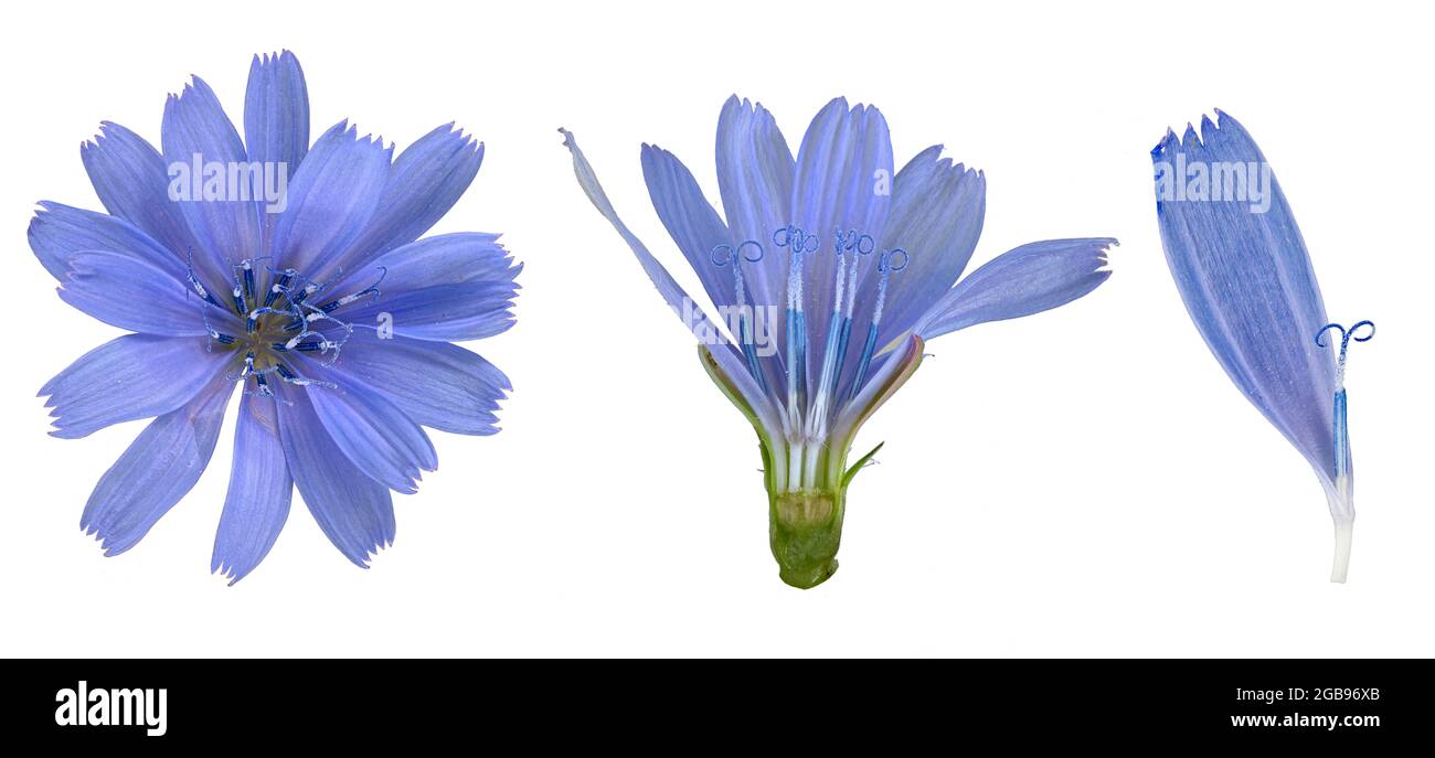Pressed and dried blue flowers chicory or cichorium. Isolated on white  Stock Photo