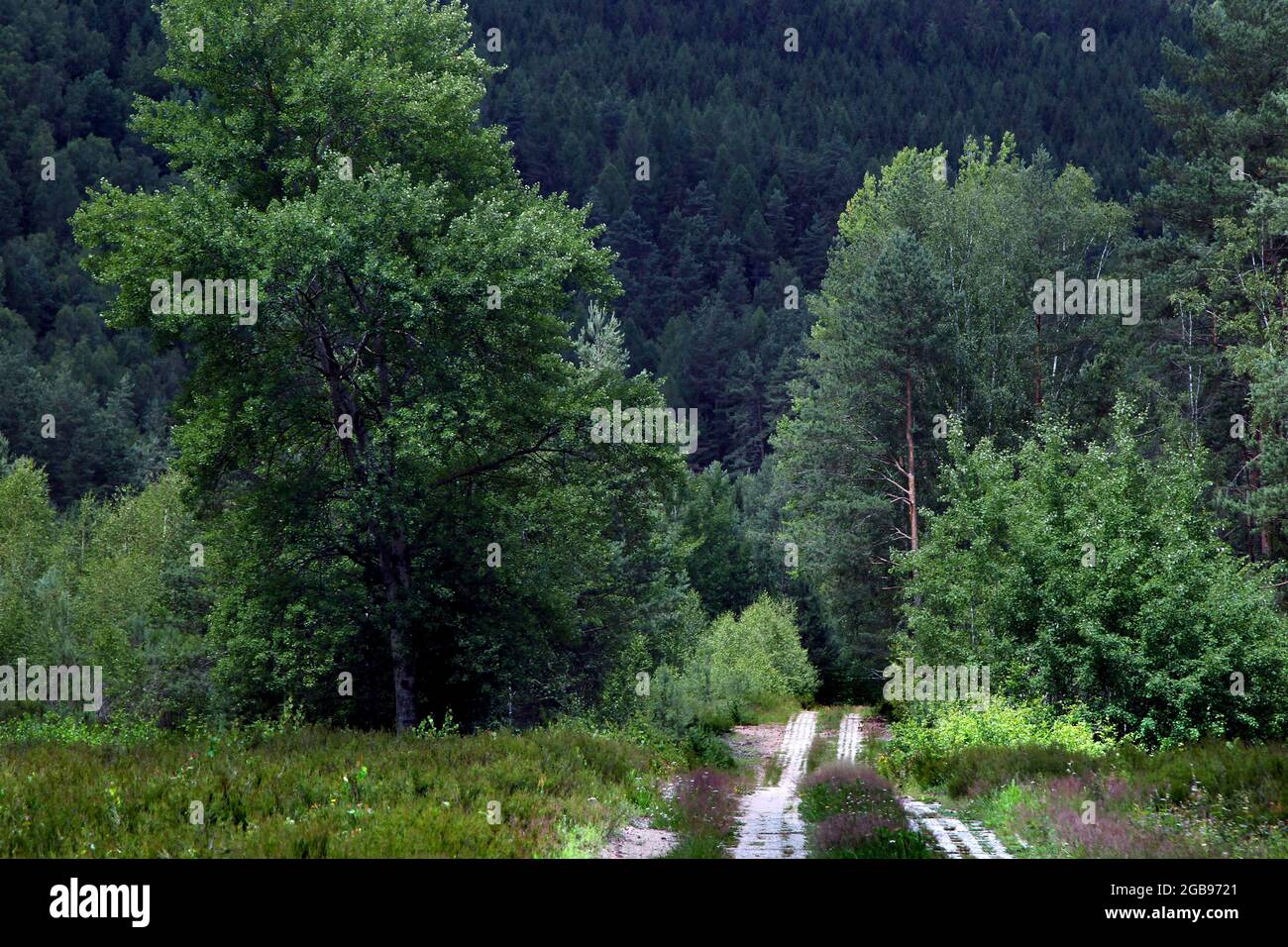 Kolonnenweg, hiking trail through woodland in the Muerschnitzer Sack, perforated board trail, inner-German border fortification, Green Belt, border Stock Photo