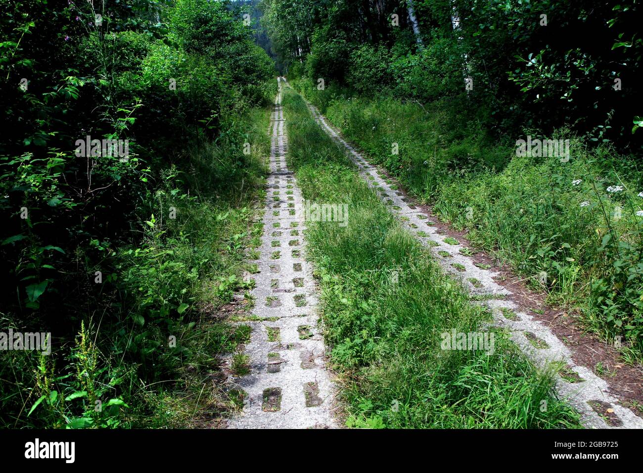 Kolonnenweg, hiking trail through woodland in the Muerschnitzer Sack