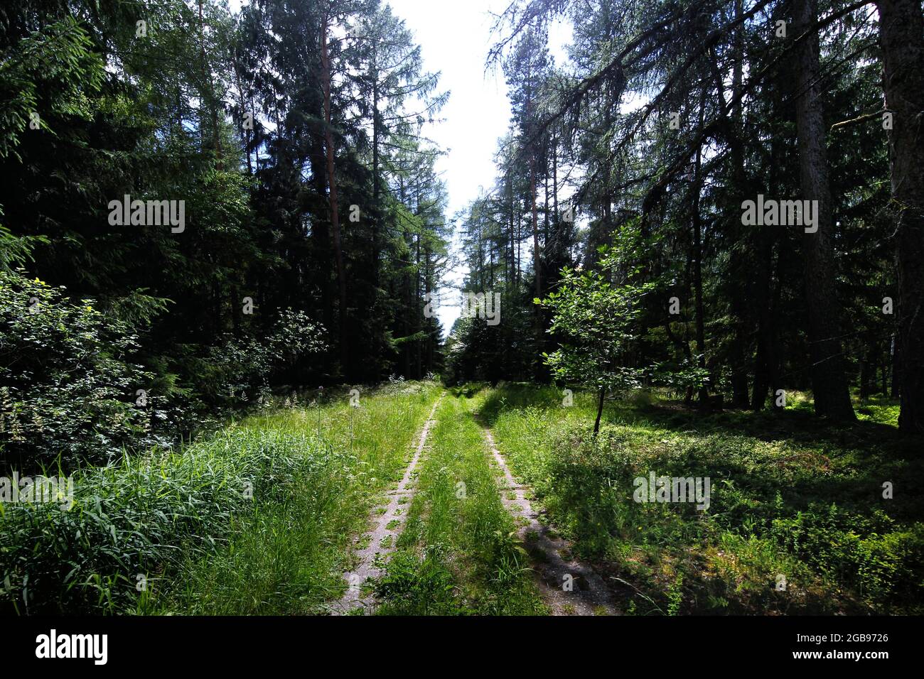 Kolonnenweg, hiking trail through woodland in the Muerschnitzer Sack, perforated board trail, inner-German border fortification, Green Belt, border Stock Photo