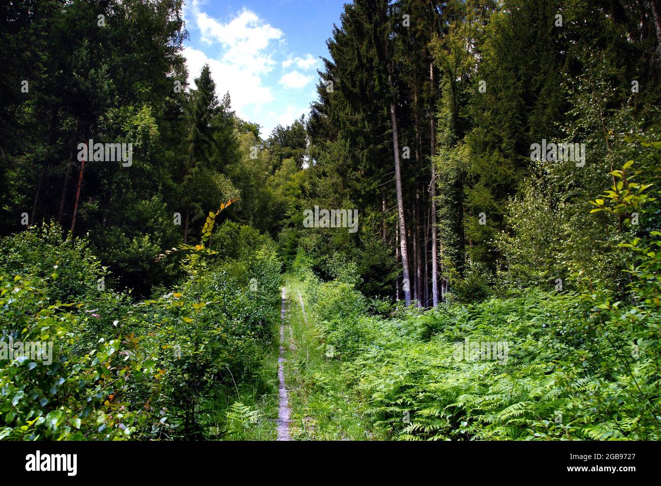 Kolonnenweg, hiking trail through woodland in the Muerschnitzer Sack ...