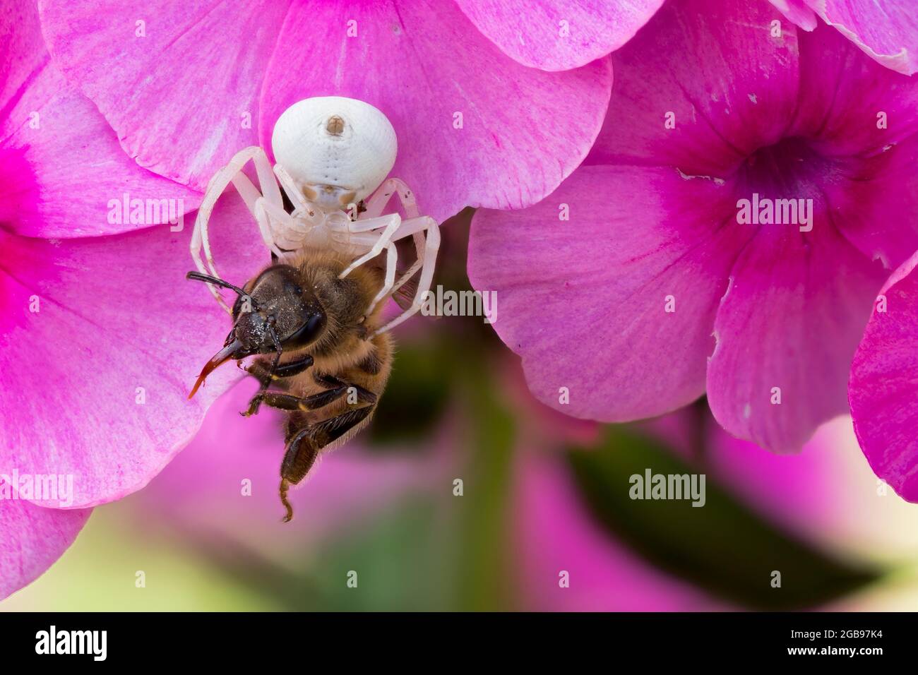 Goldenrod crab spider (Misumena vatia) with victim on phlox flower, Hesse, Germany Stock Photo