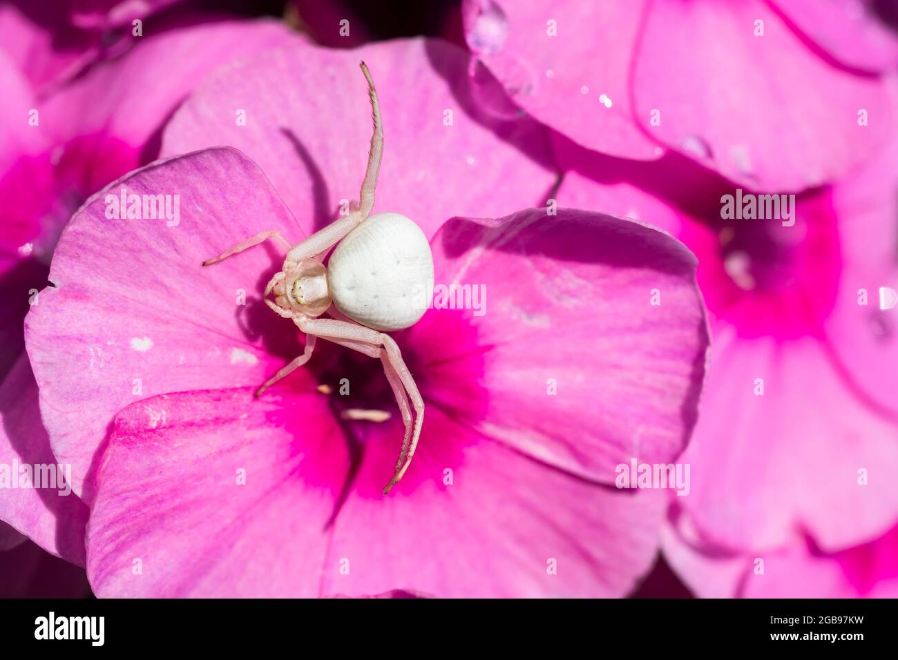 Goldenrod crab spider (Misumena vatia) on phlox flower, Hesse, Germany Stock Photo