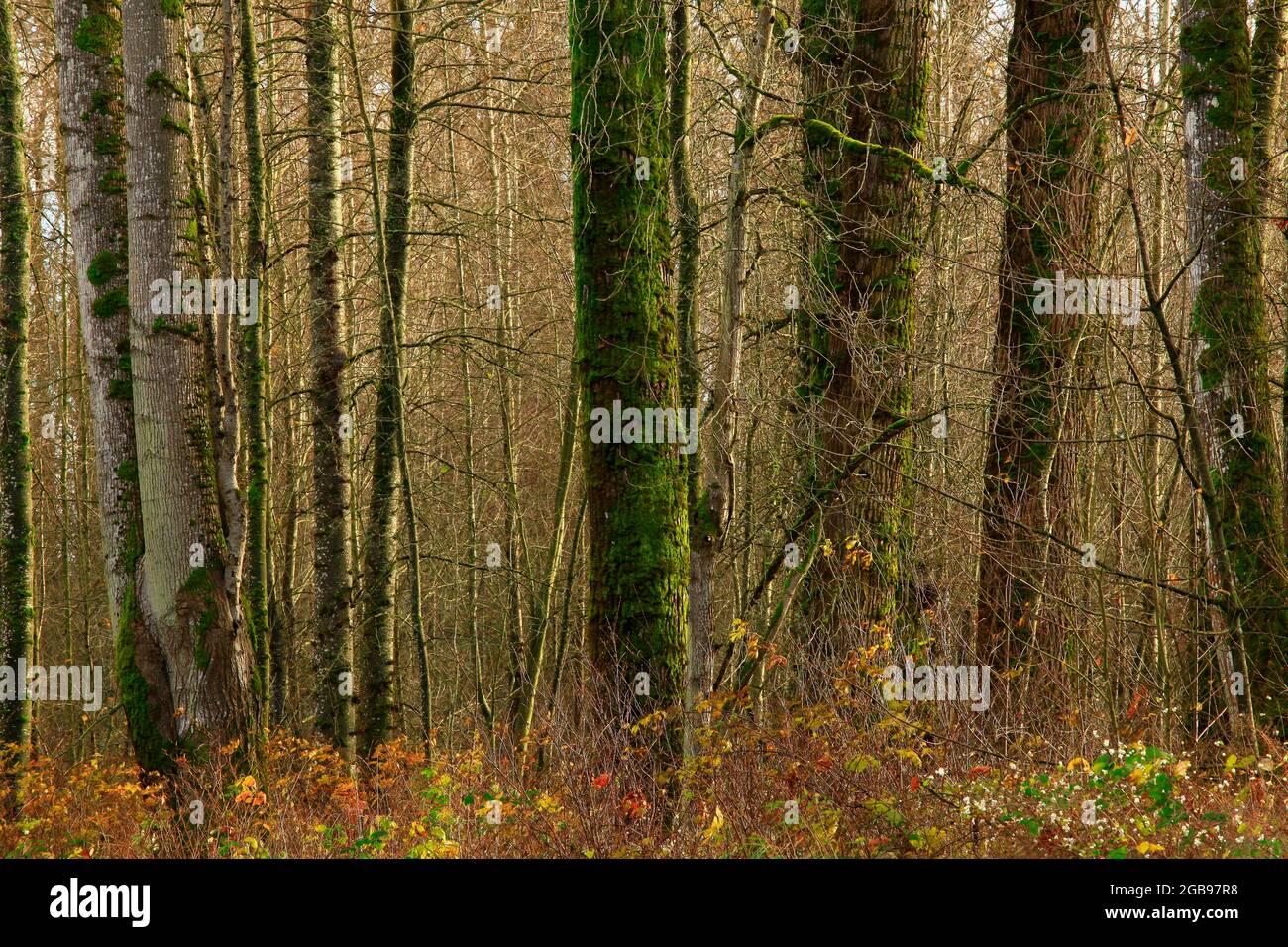 a exterior picture of an Pacific Northwest forest with old growth Cottonwood trees Stock Photo